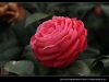 IMG 2038s